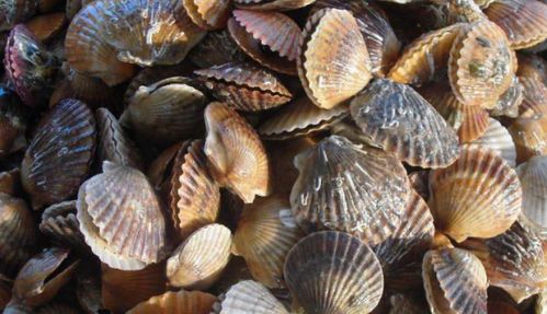 上海有幾個大的海鮮批發(fā)市場