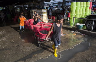 泰國海產(chǎn)加工廠雇黑工 每天工作16個小時