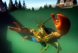 盤點(diǎn)動(dòng)物世界中的 僵尸 冰凍木蛙能活4周