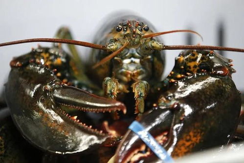 出口幾乎關閉,美國波龍價格暴跌,未來不確定性增加