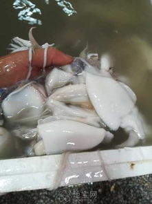 廣西北海市海鮮產品干貨,濕貨批發 南昌其它服務